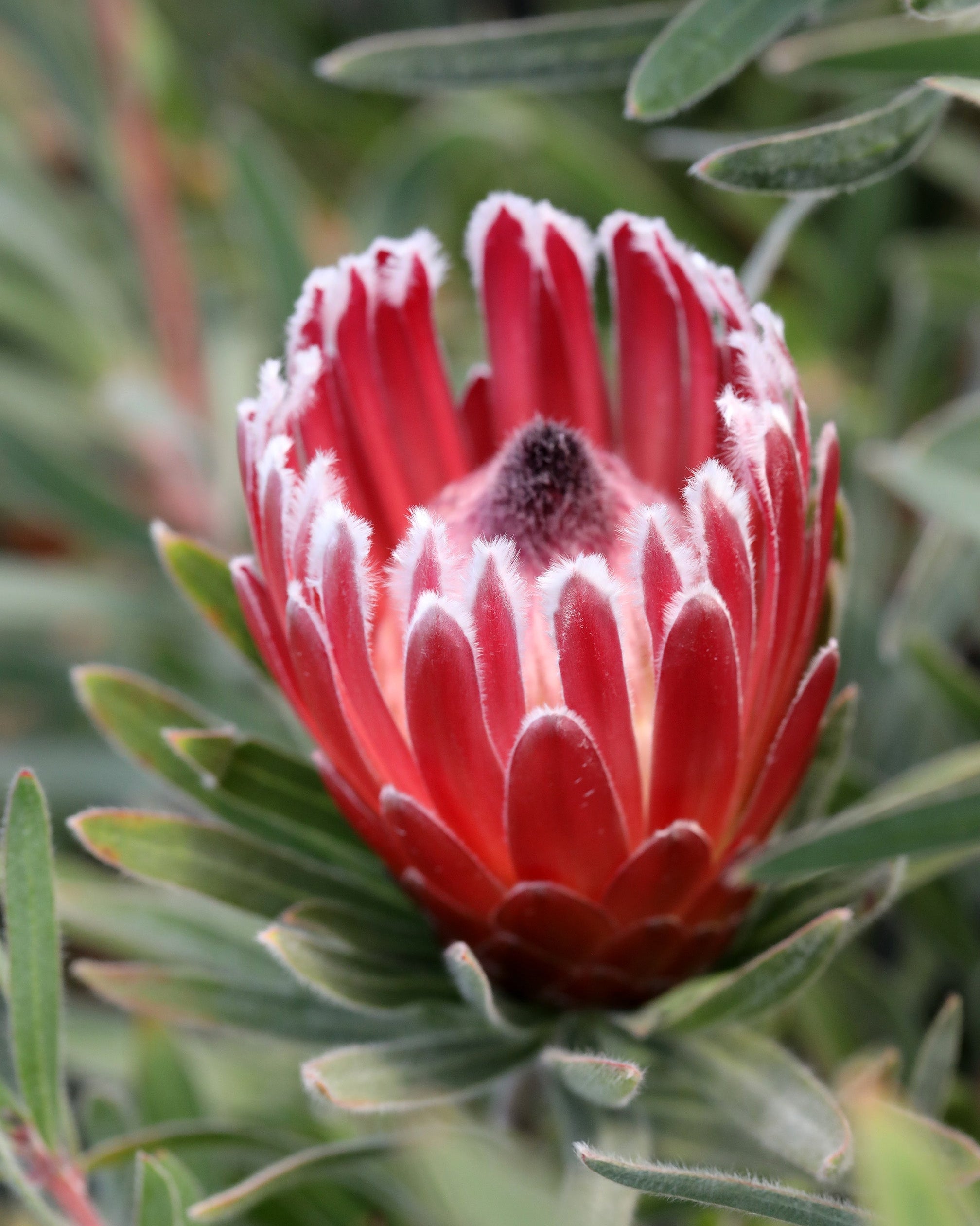 Protea Eclipse