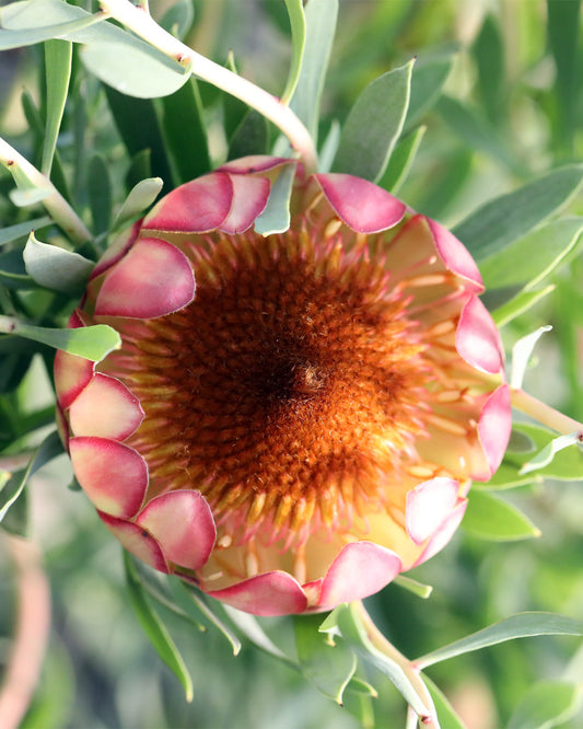 Protea Effusa