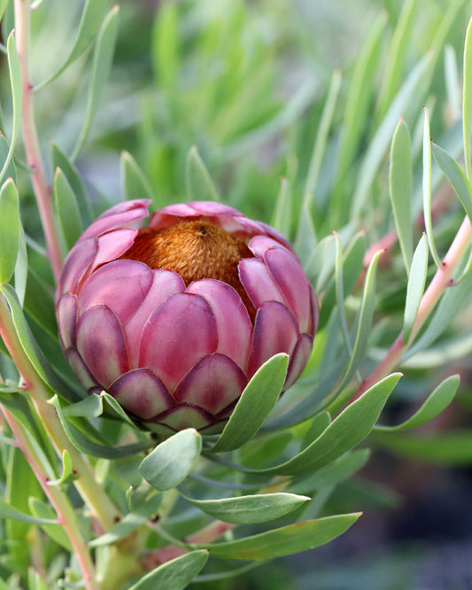 Protea Effusa