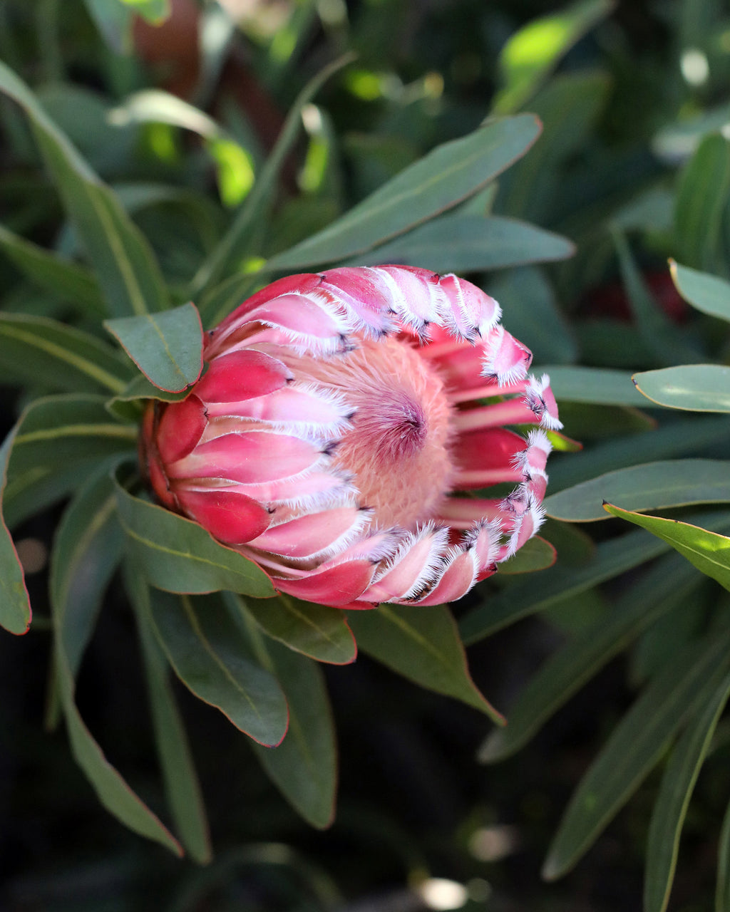 Protea Frosted Fire