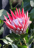 Protea Frosted King
