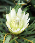 Protea Honeyglow