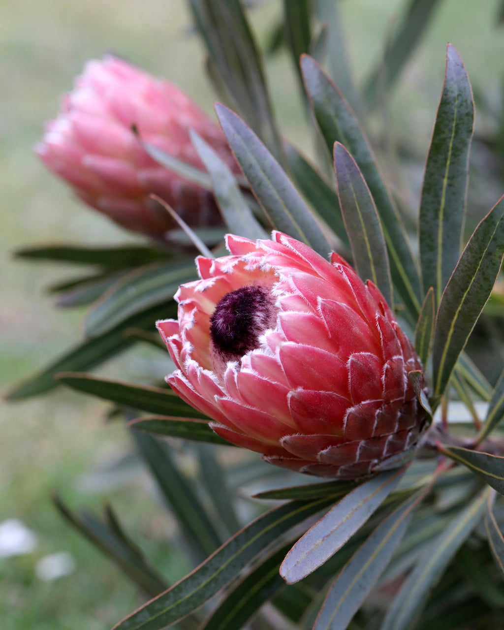 Protea Juliet