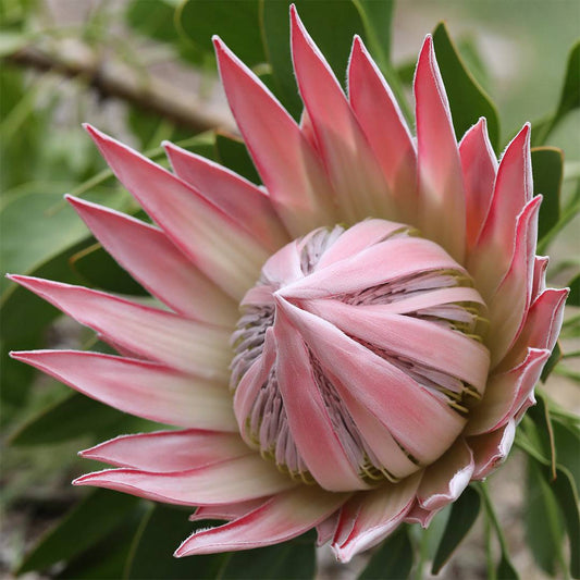 Protea King Pink - Protea cynaroides