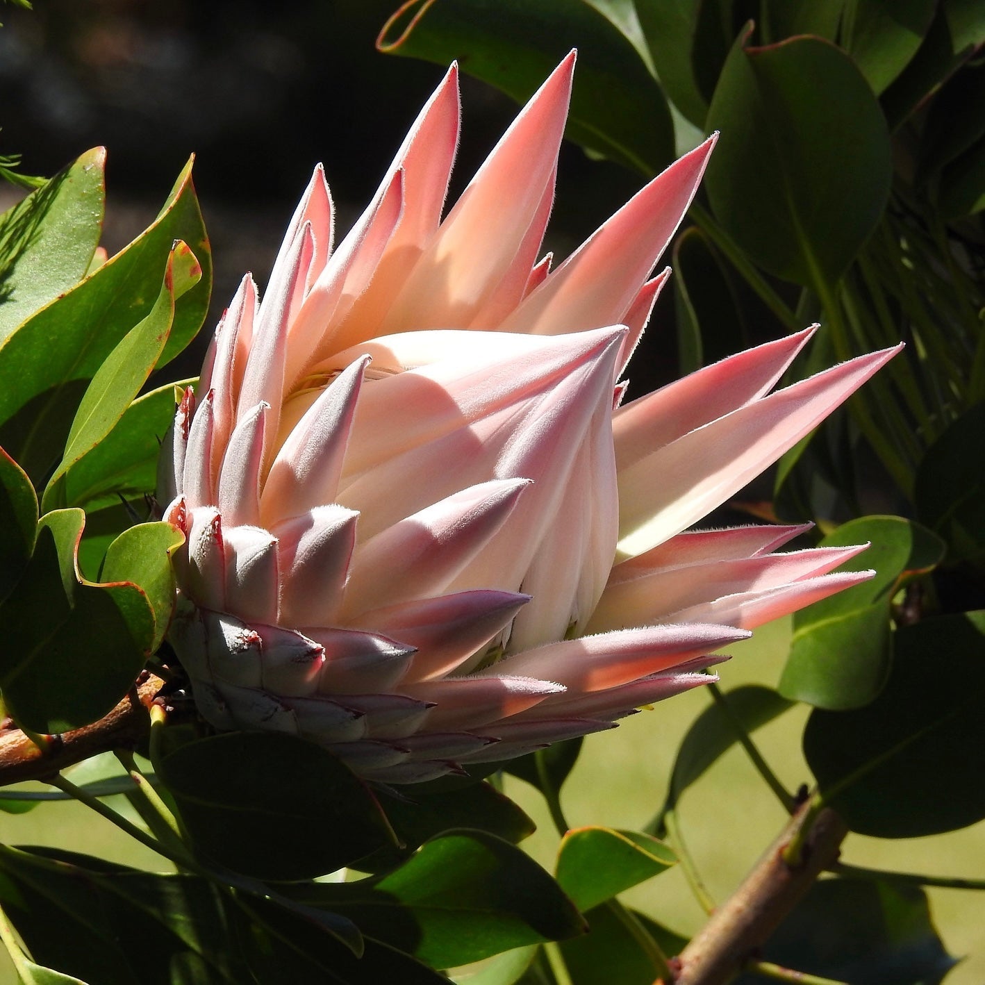 Protea Cynaroides Seeds