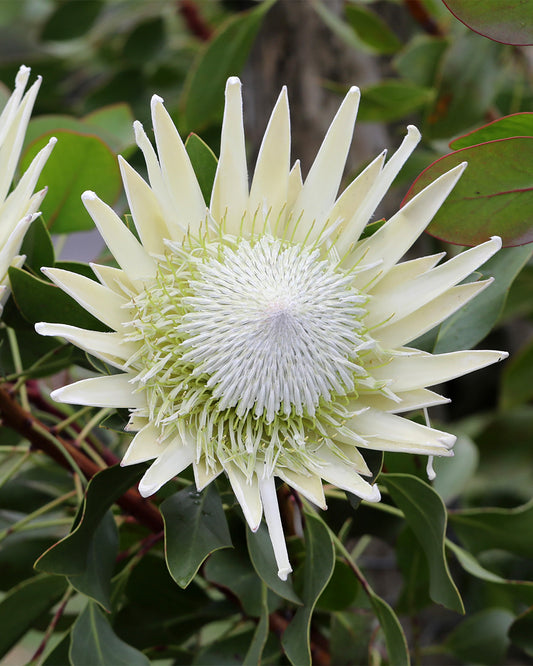 Protea King White