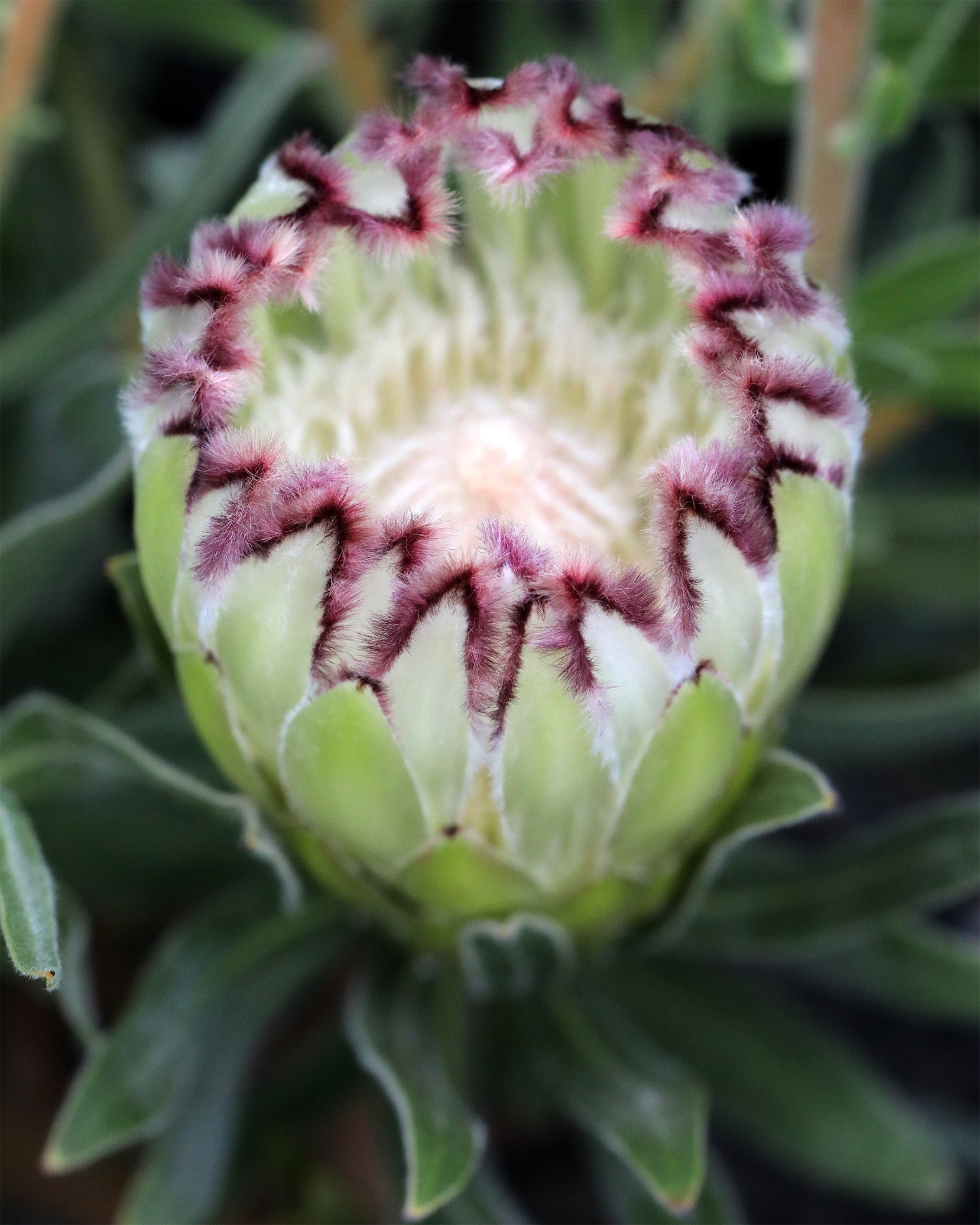 Protea Limelight