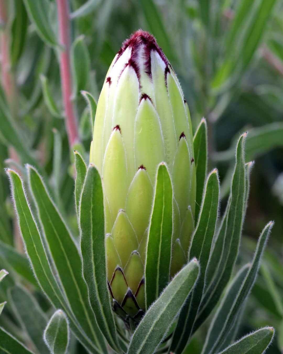 Protea Limelight
