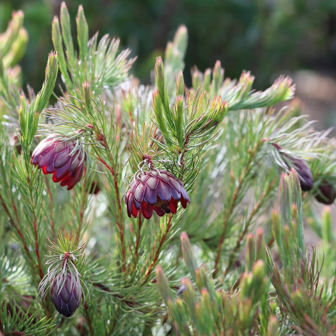 Protea Nana