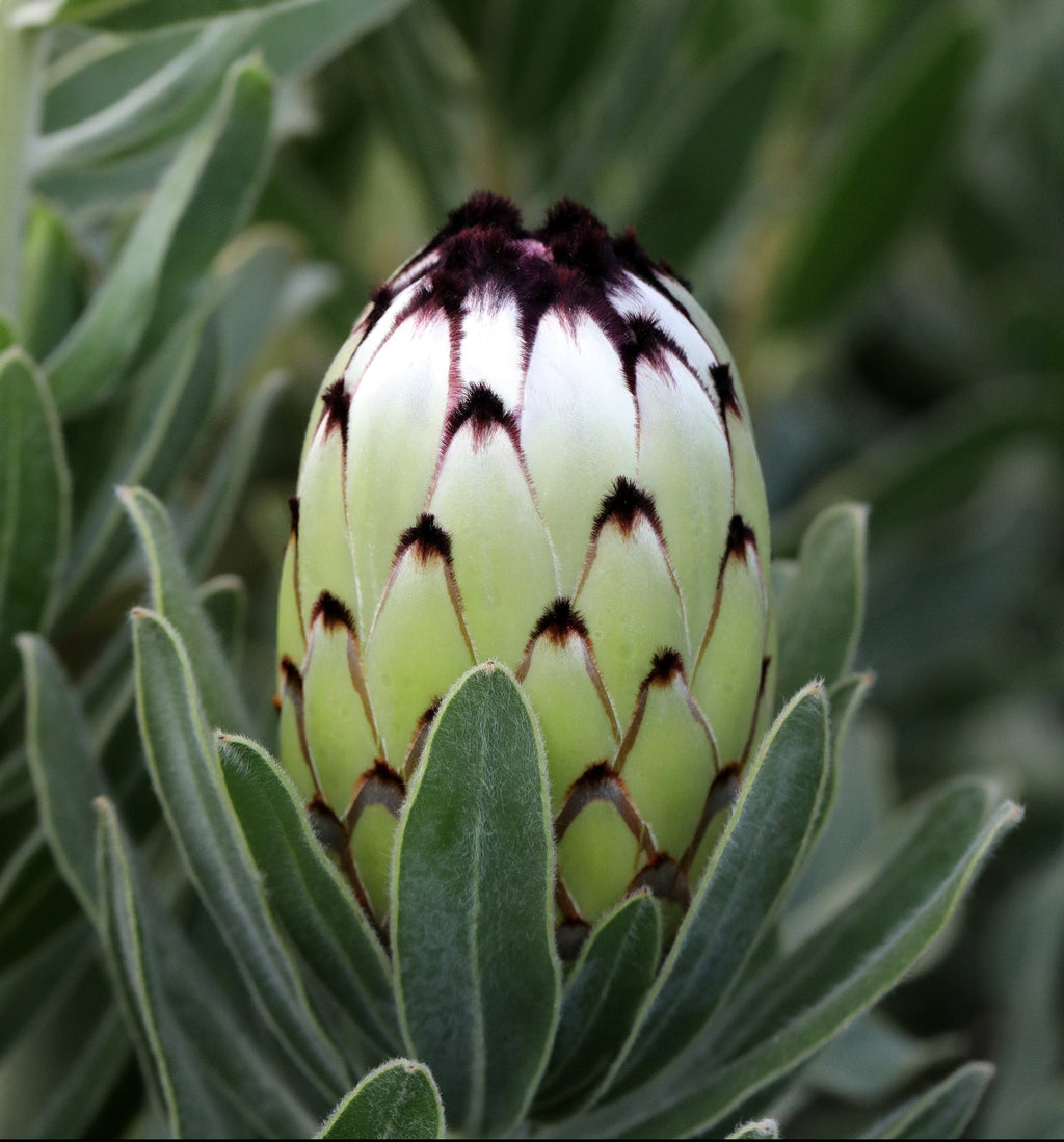 Protea Niobe