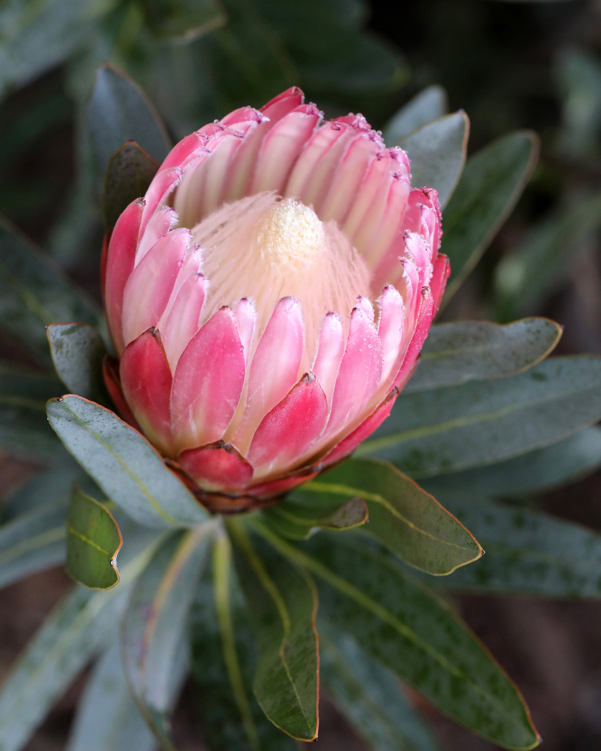 Protea Pink Cream