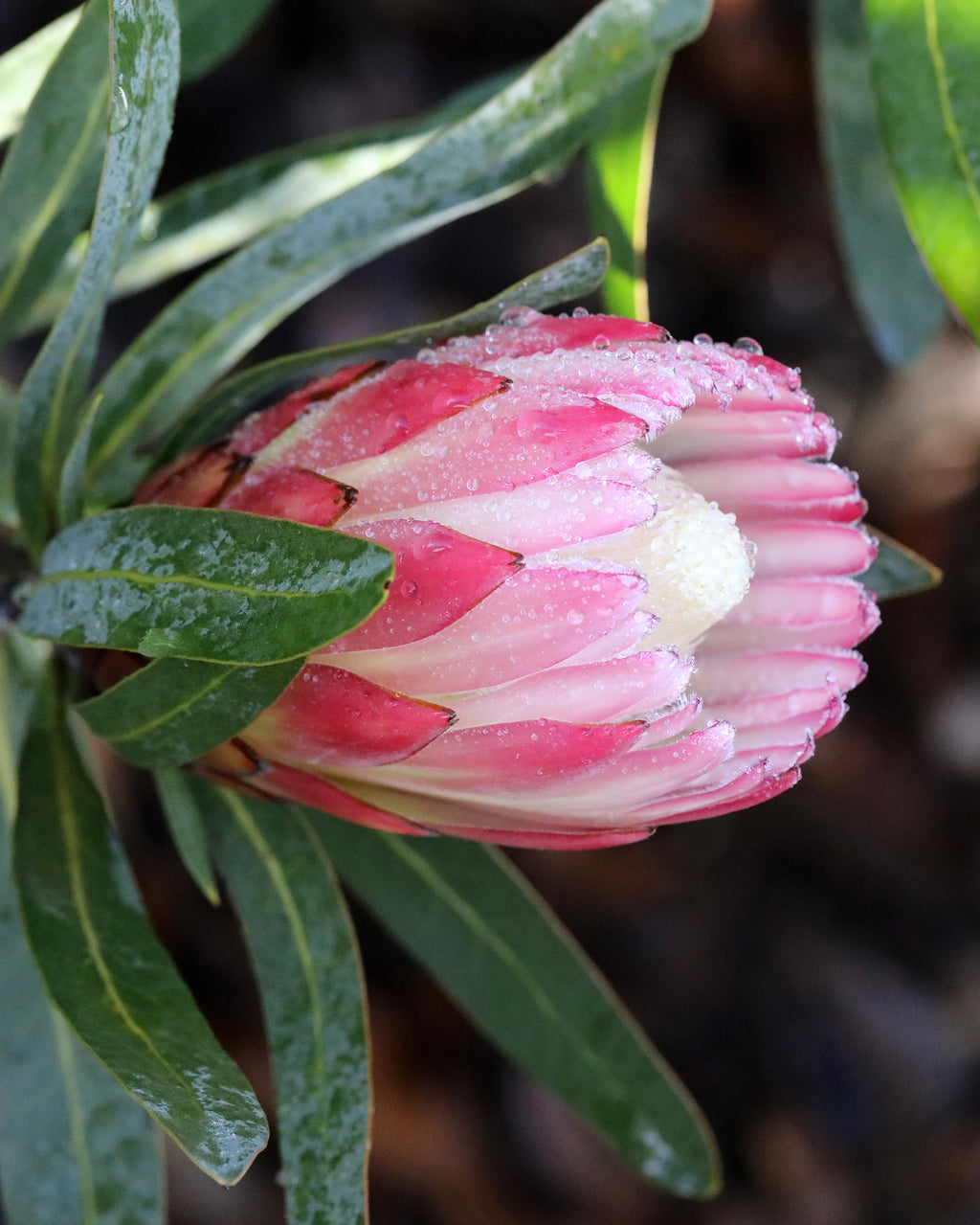 Protea Pink Cream