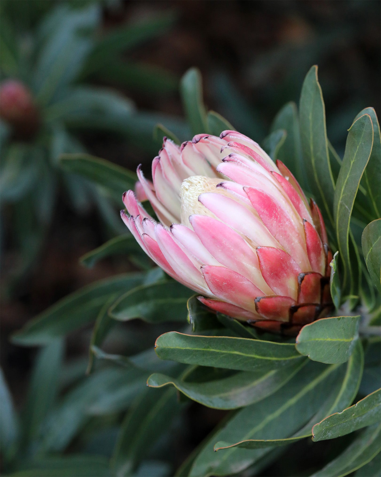 Protea Pink Cream