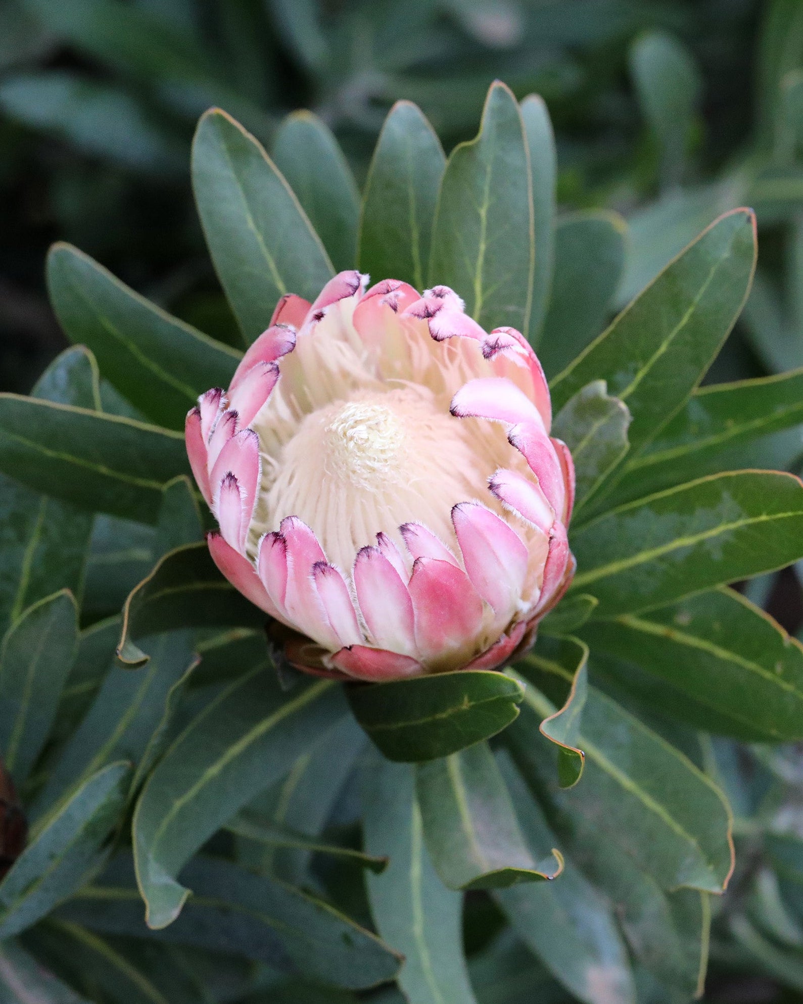 Protea Pink Cream