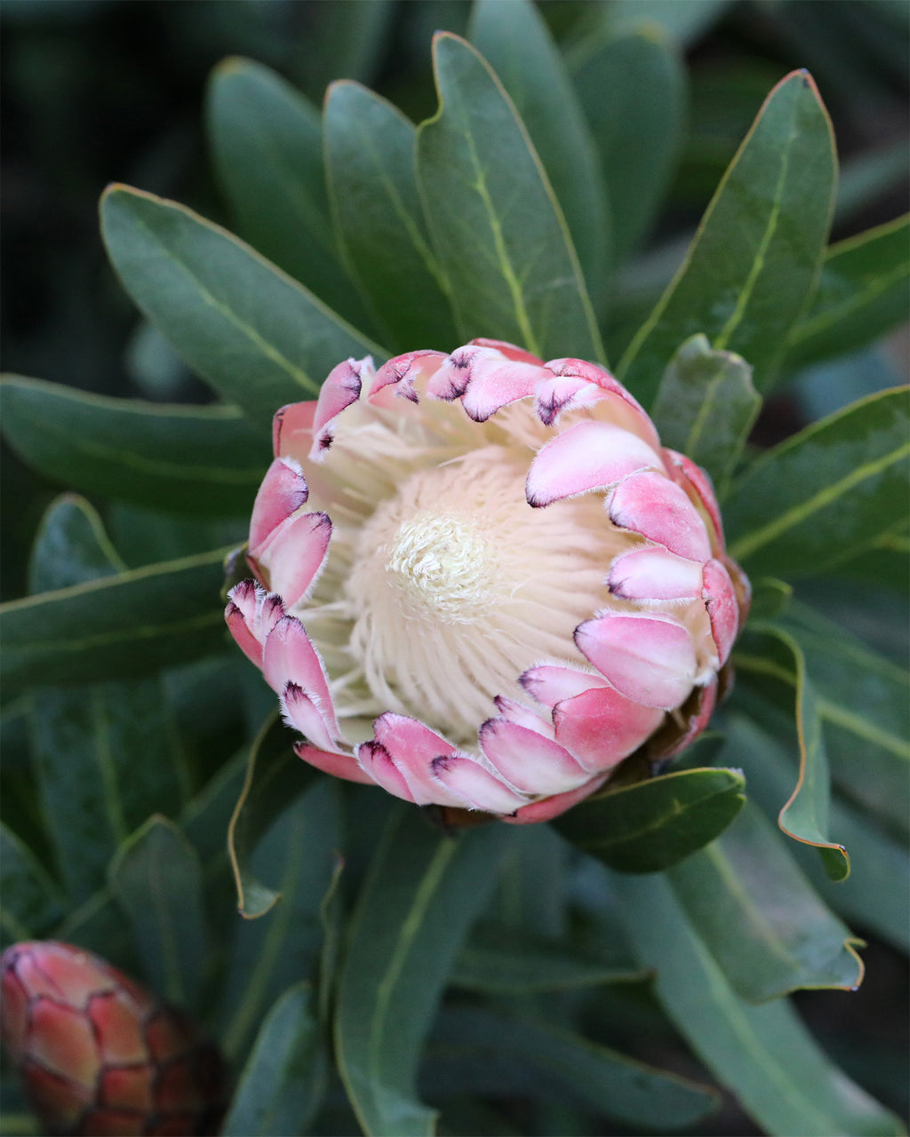 Protea Pink Cream