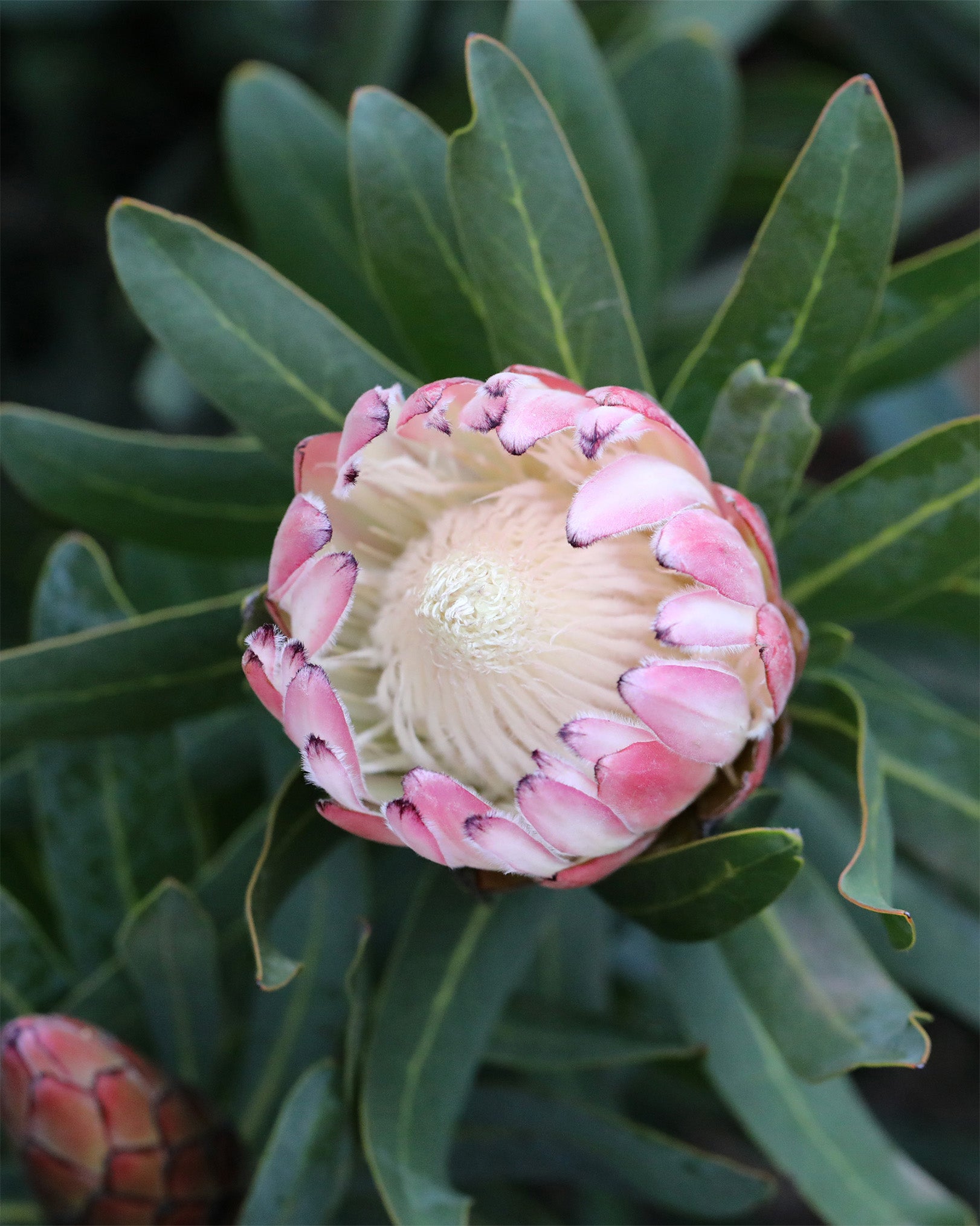 Protea Pink Cream