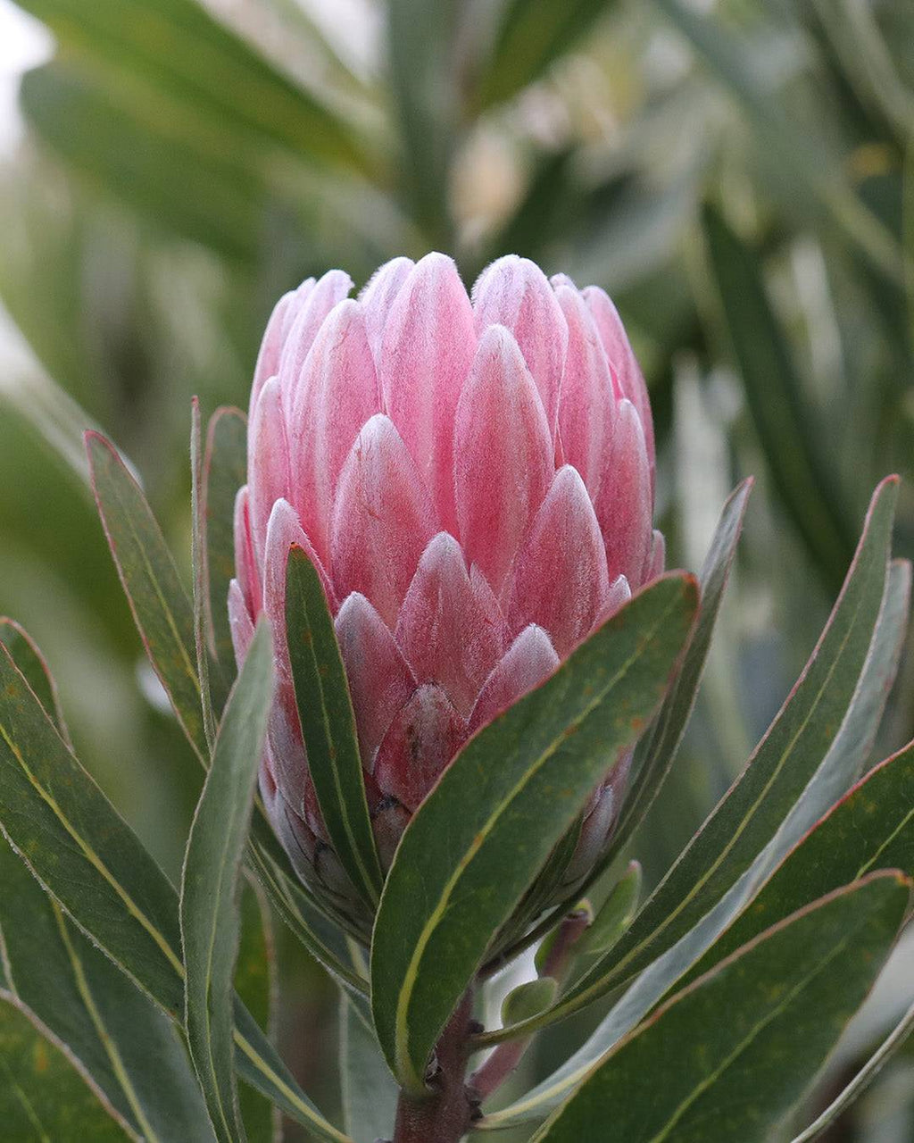 Protea Pink Ice