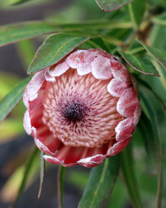 Protea Pink Ice