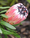 Protea Pink Mink