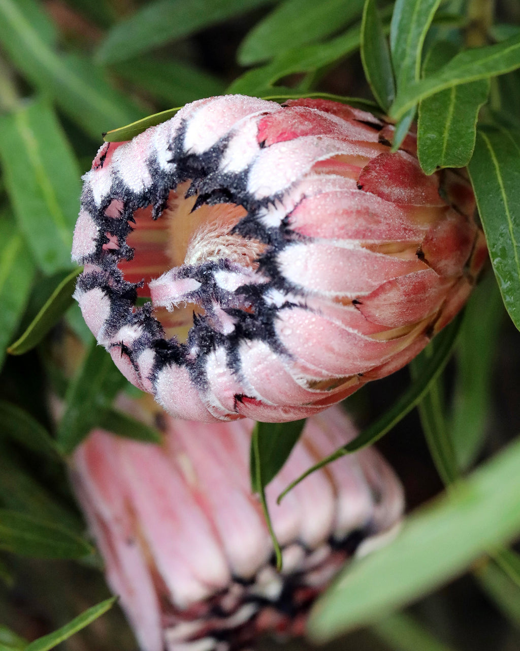 Protea Pink Mink