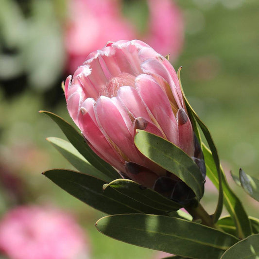 Protea Pink Pearl
