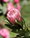 Protea Pink Pearl