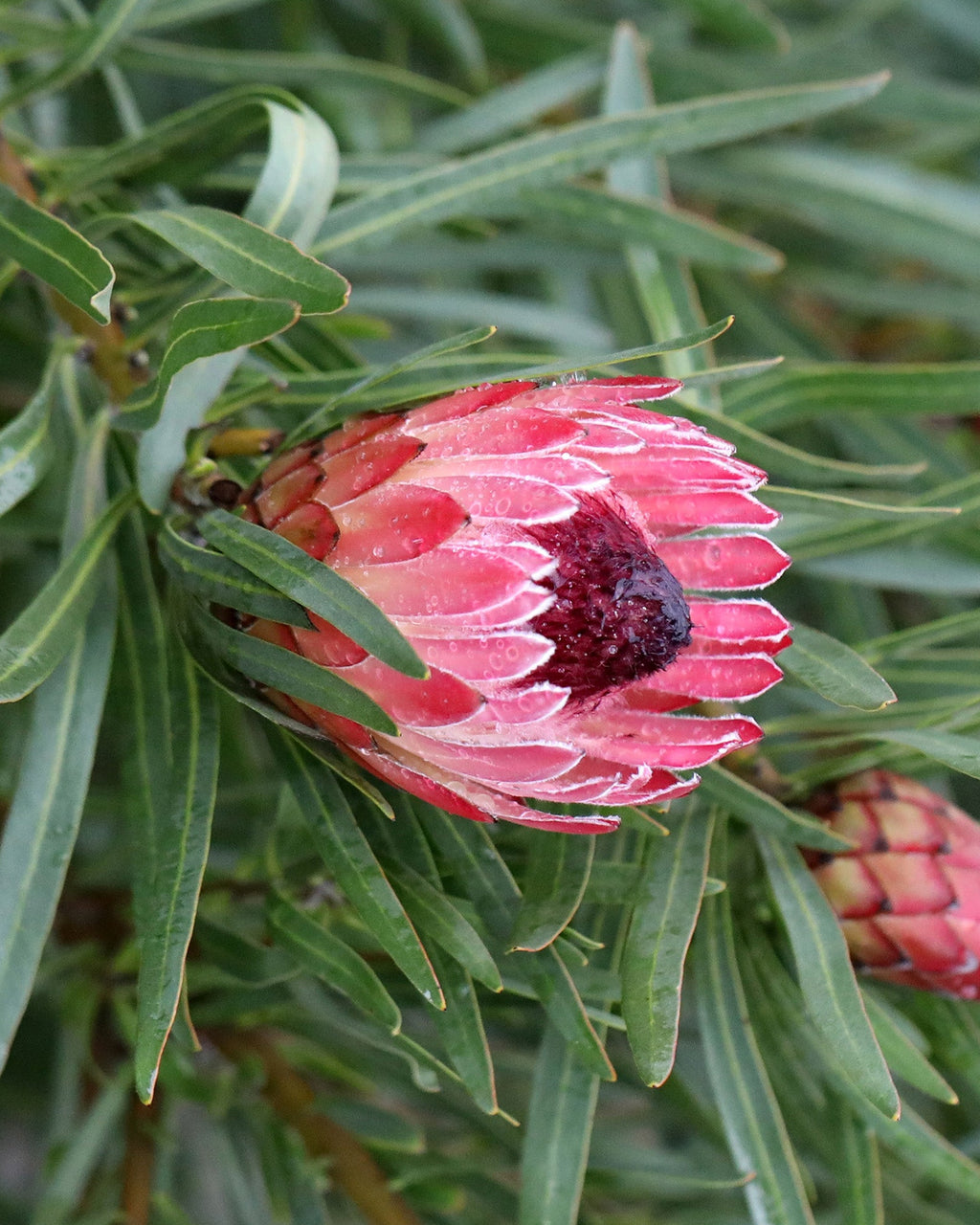 Protea Pixie