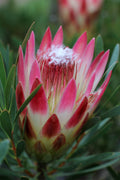 Protea Ruby Blush