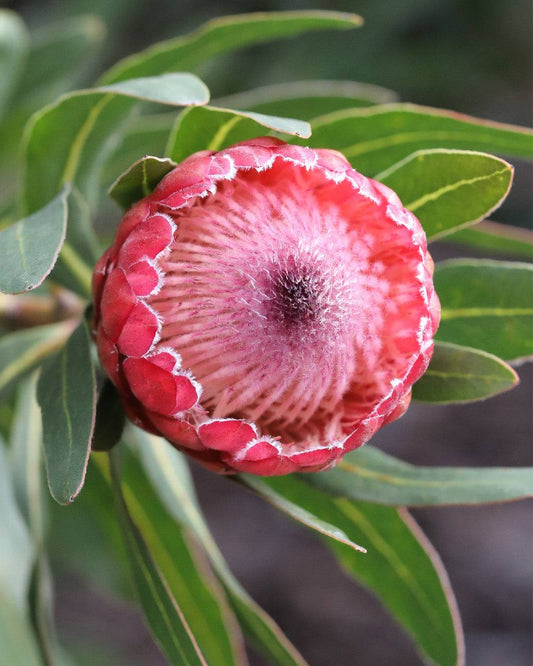 Protea Special Pink Ice
