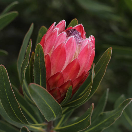 Protea Special Pink Ice