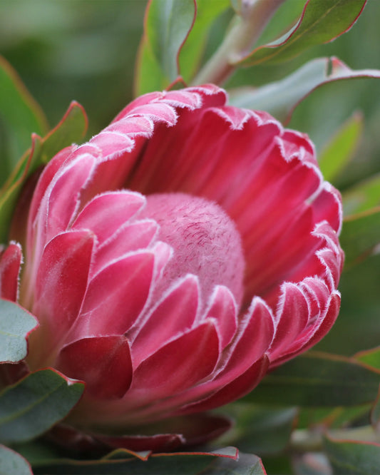 Protea Stately