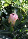 Protea Susara