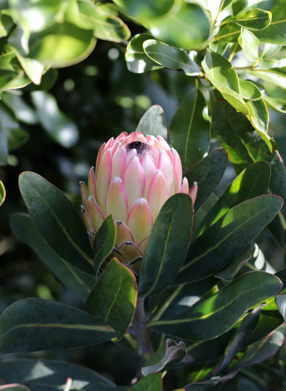Protea Susara