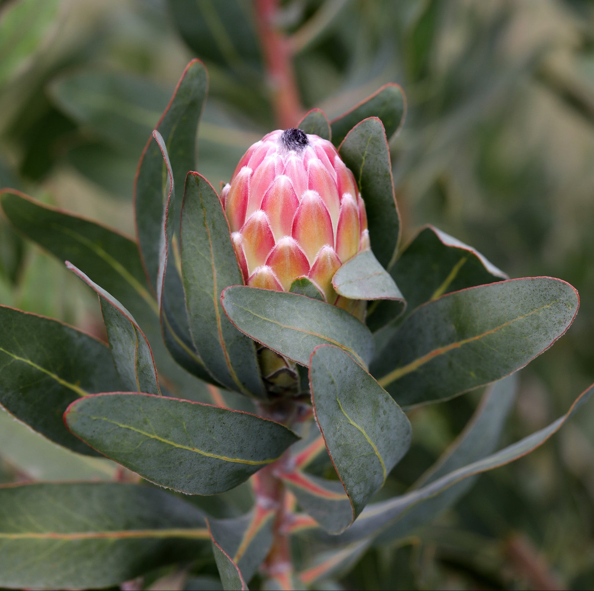 Protea Susara
