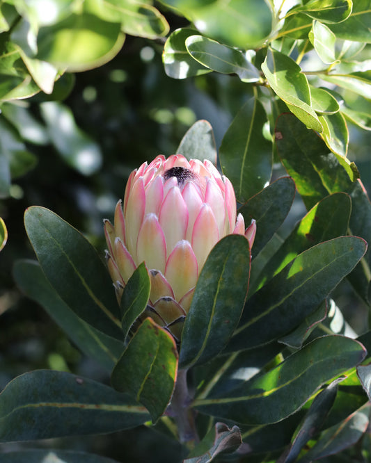 Protea Susara