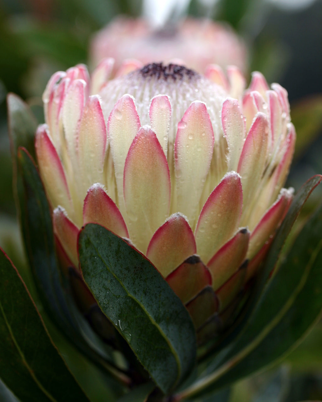 Protea Susara