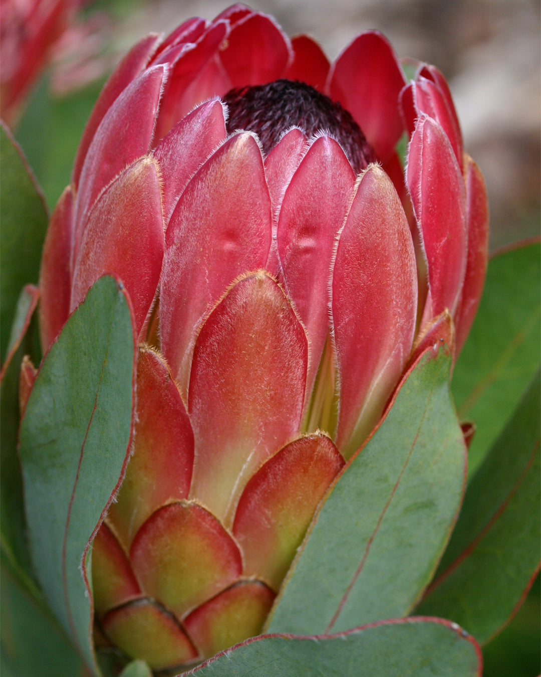 Protea Sylvia