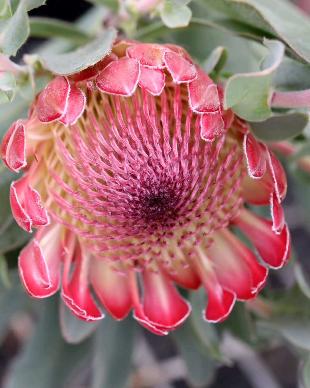 Protea Sylvia