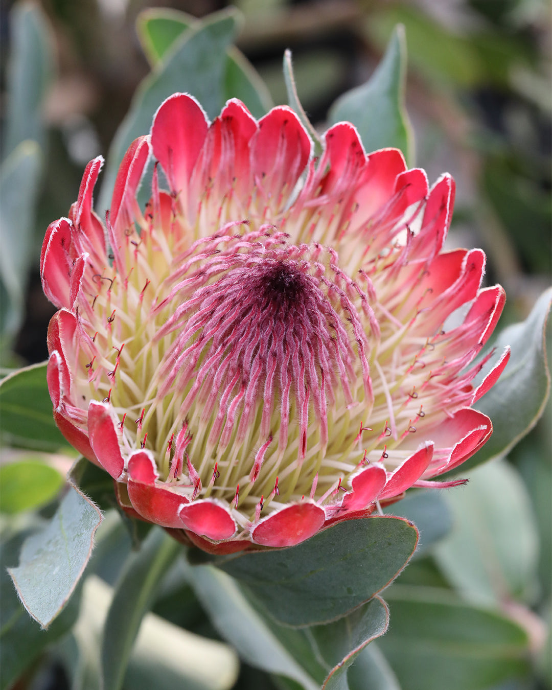 Close-up of a red Protea Sylvia flower with green leaves in the background