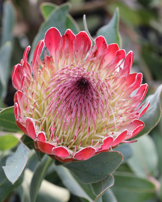 Close-up of a red Protea Sylvia flower with green leaves in the background