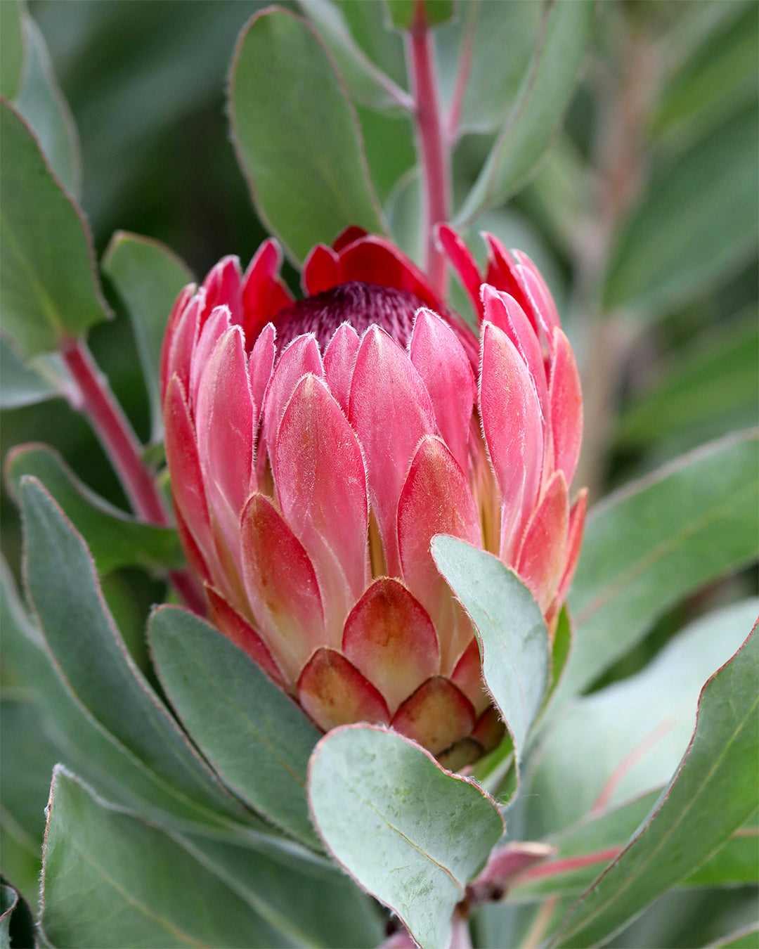 Protea Sylvia