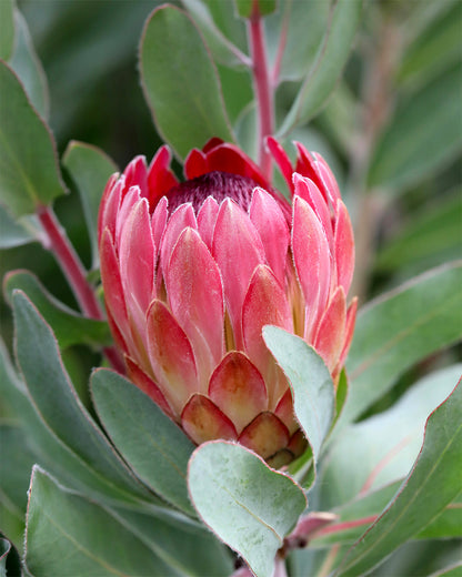 Protea Sylvia