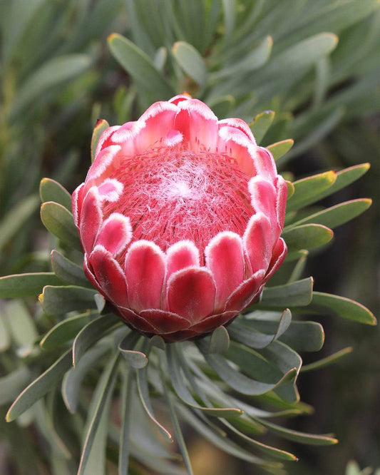 Protea Venus