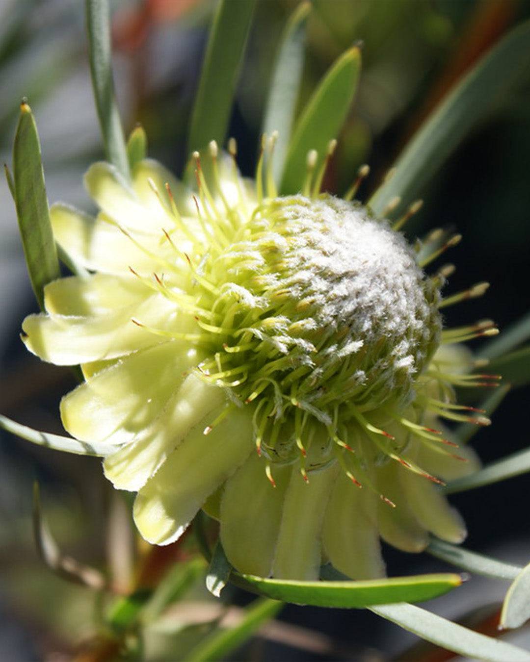 Protea White Mystic - Protea scolymocephala