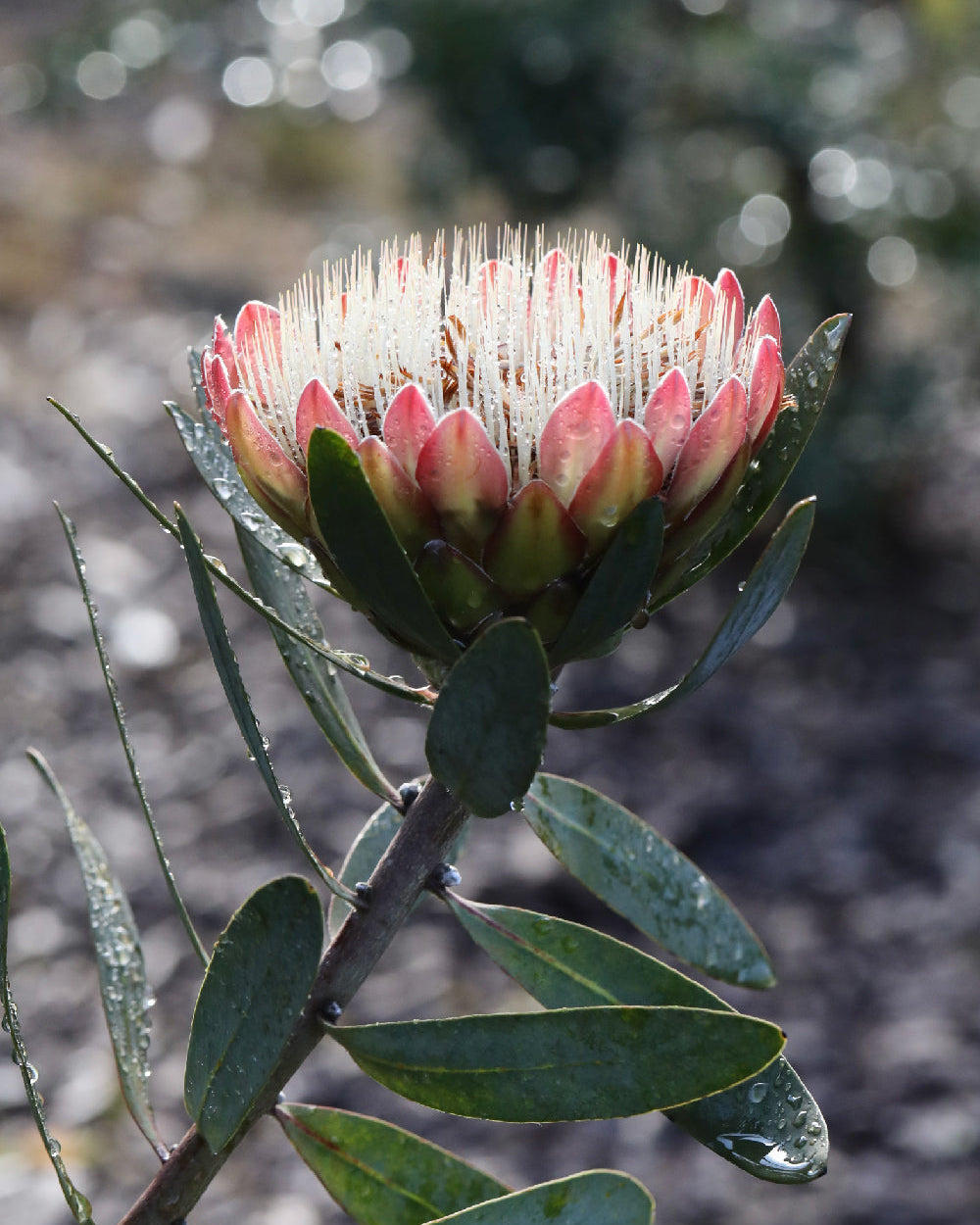 Protea White Ruby