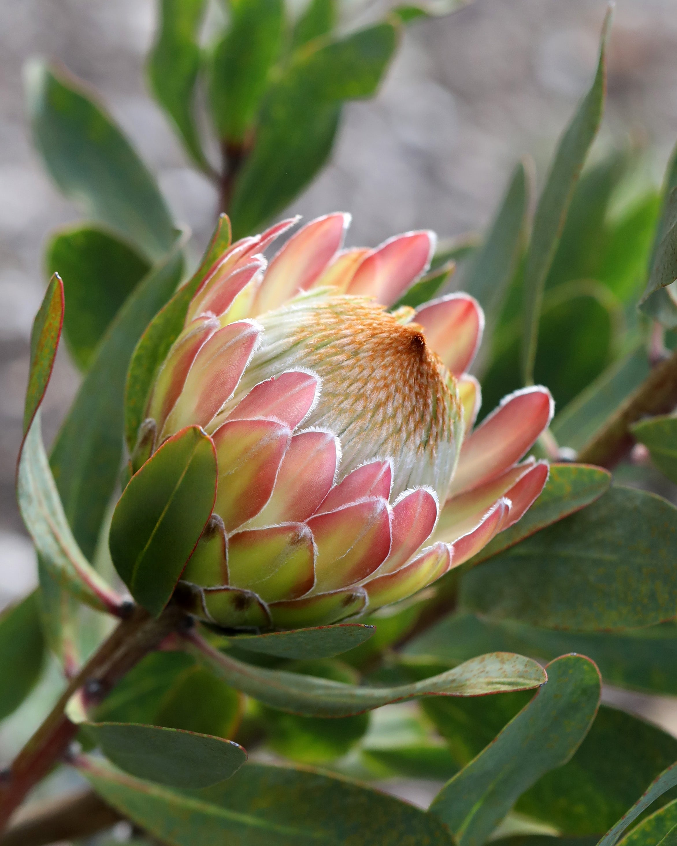 Protea White Ruby