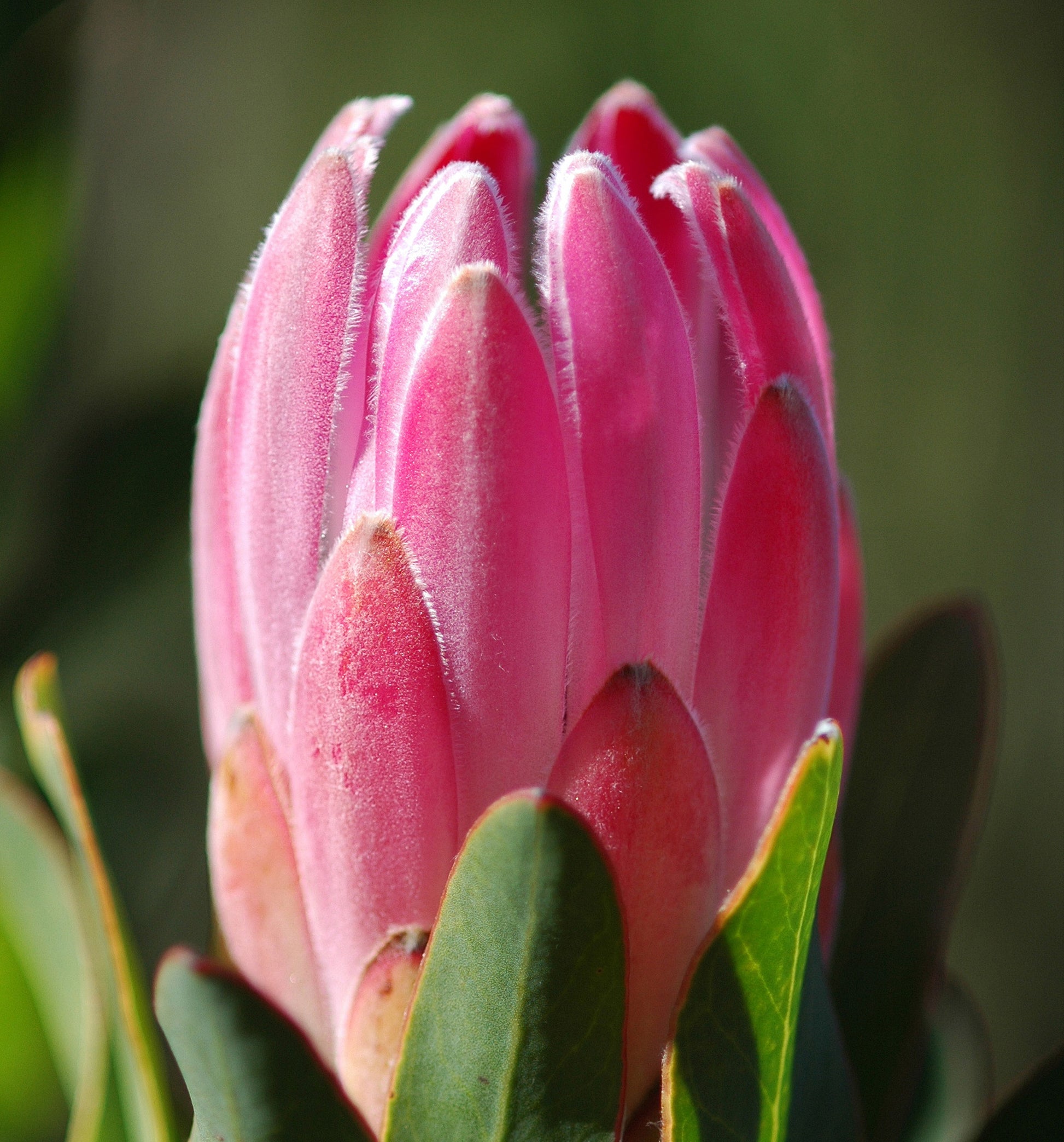 Protea Compacta Flower