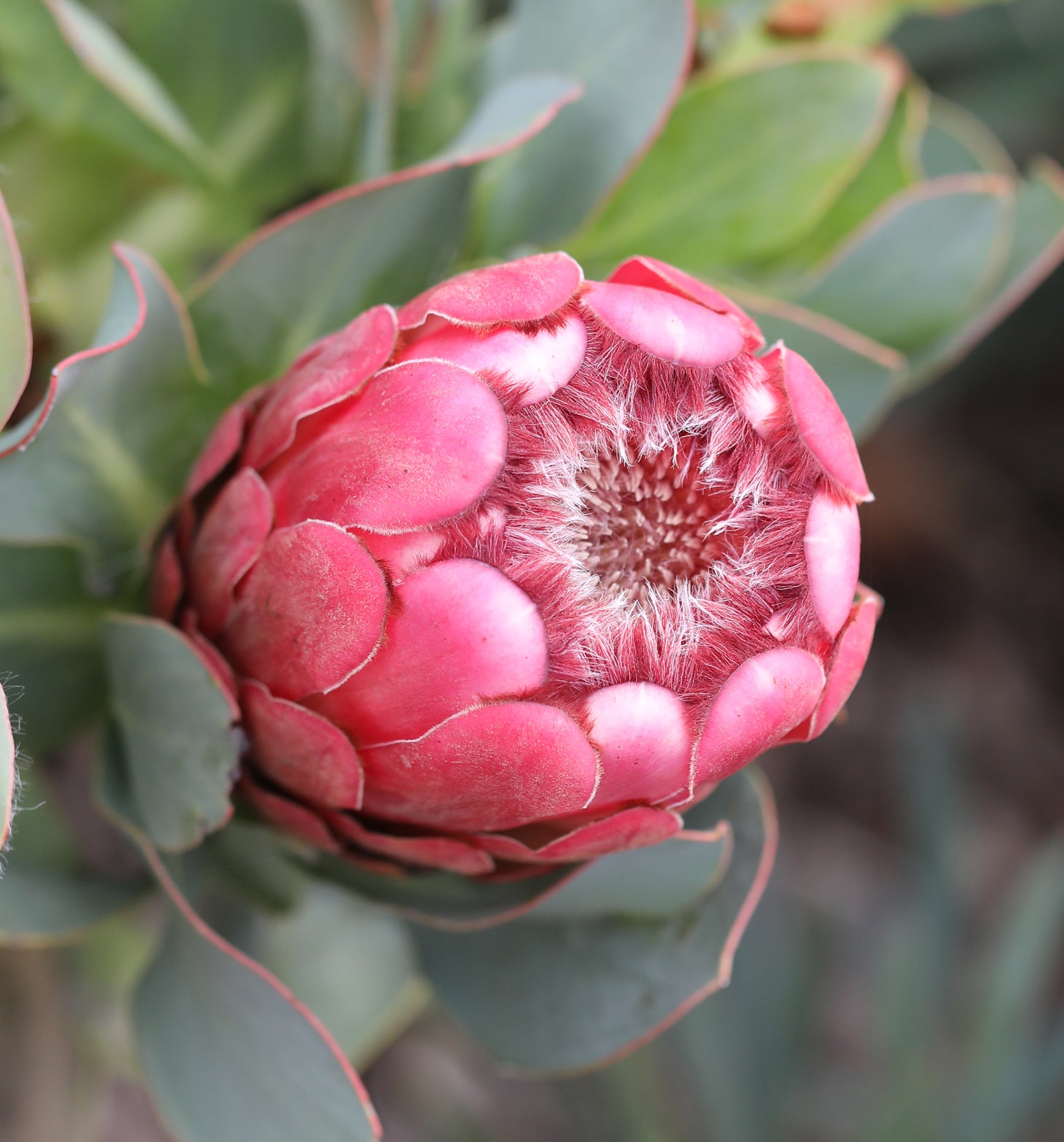 Protea Grandiceps Flower