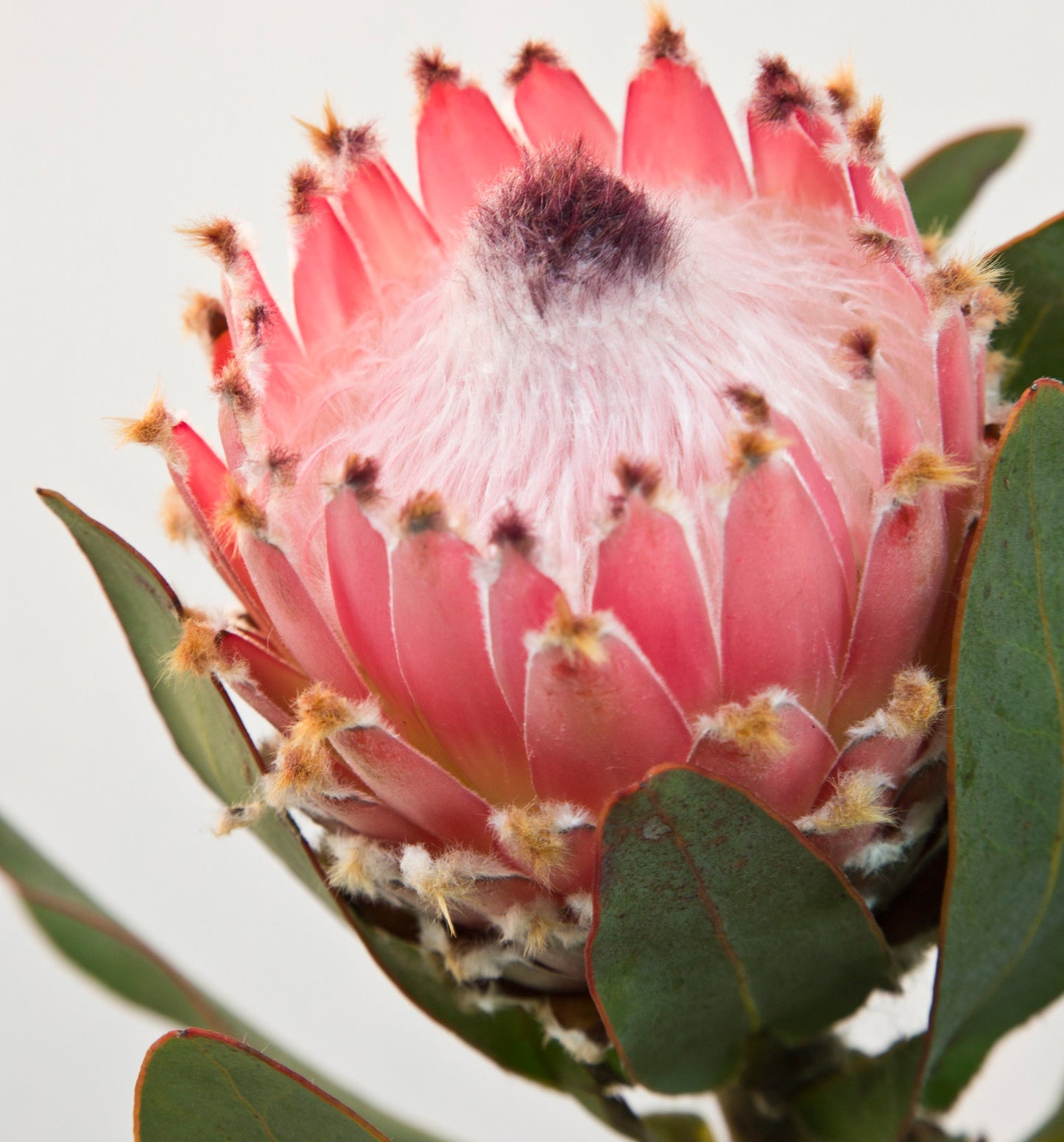 Protea Magnifica Flower 