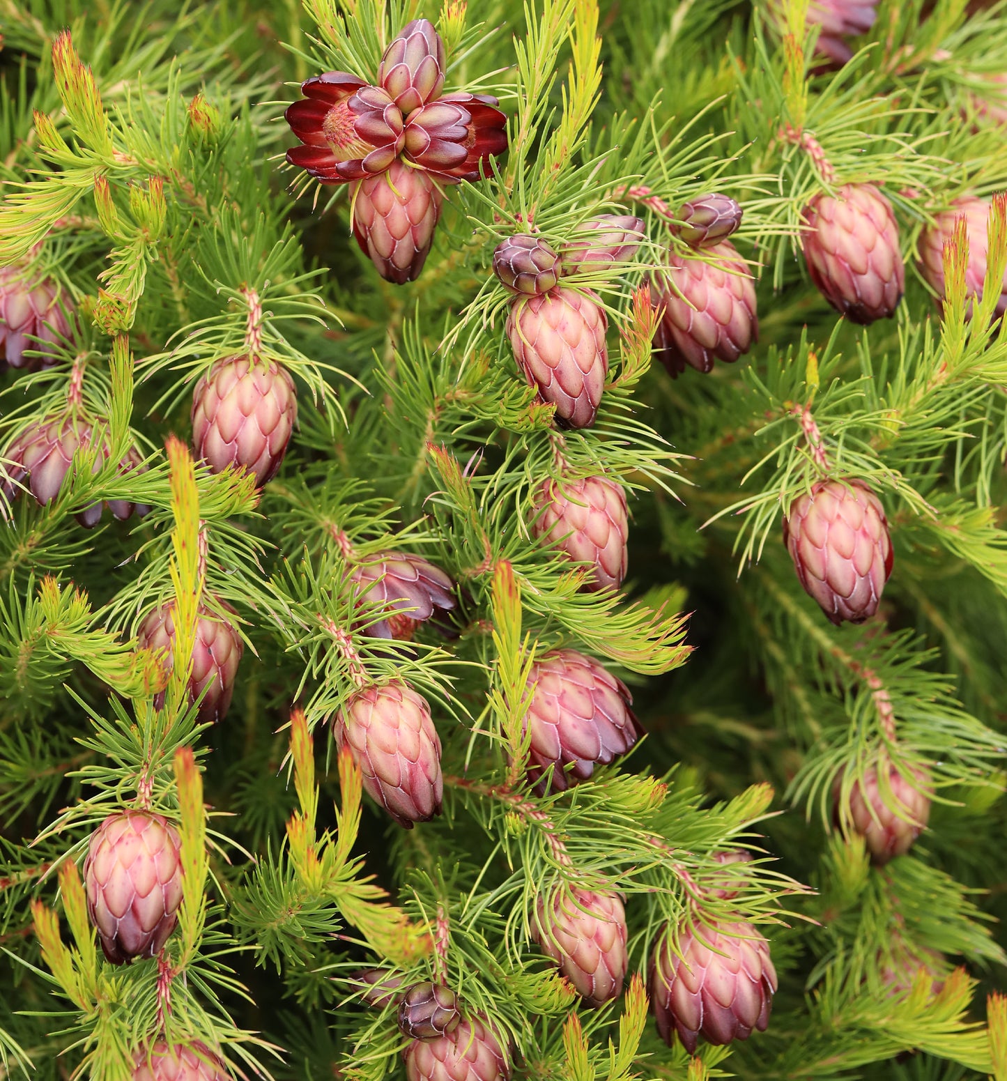 Protea Nana Seeds Flowering